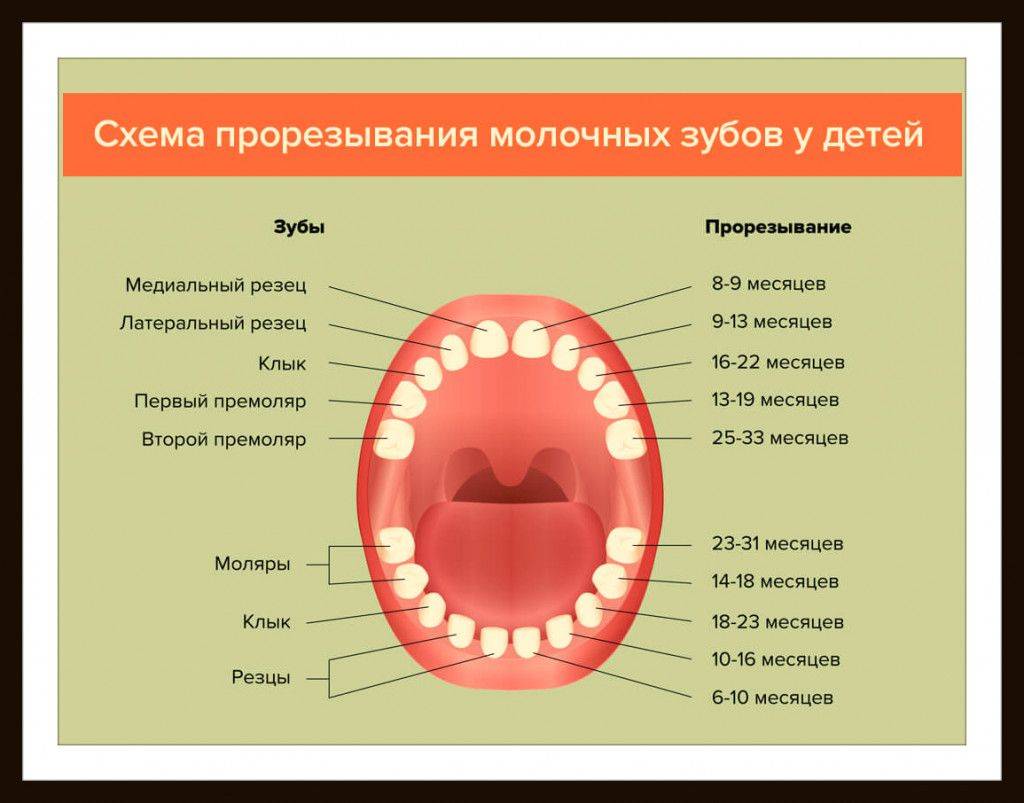 Меняются передние зубы