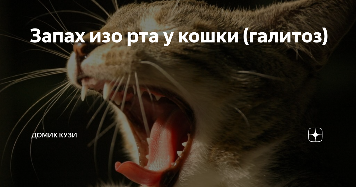 Неприятный, гнилостный запах изо рта у кошки: причины и лечение.