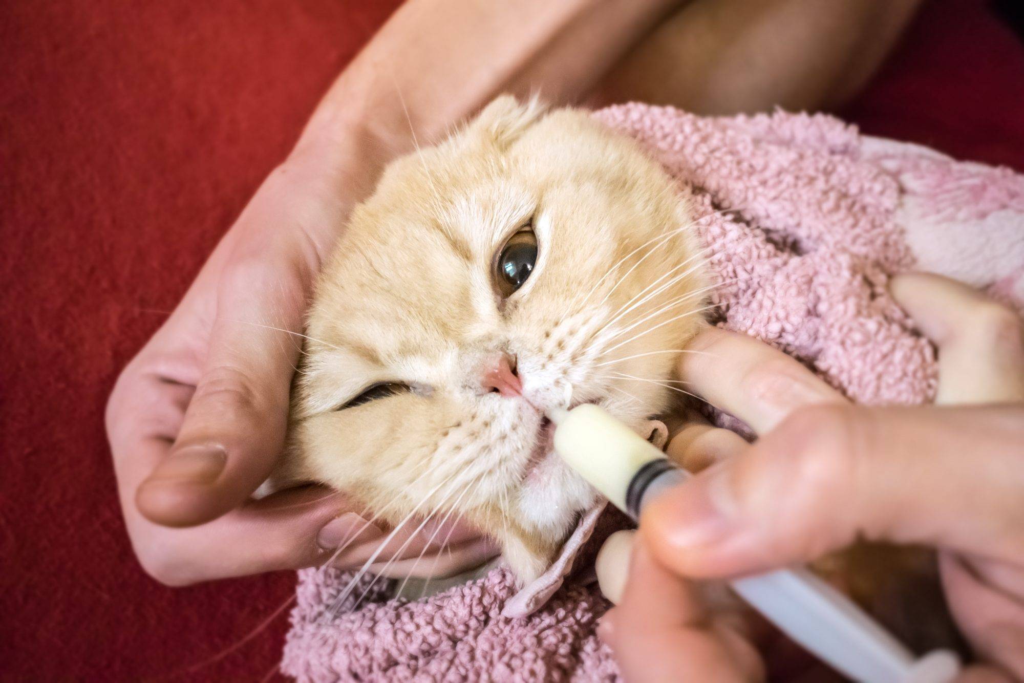 Можно ли и как промыть нос кошке физраствором