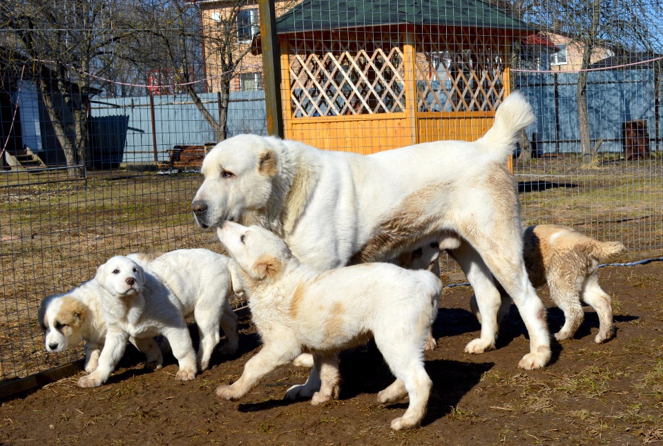 Собака туркменский алабай - описание и характеристика породы