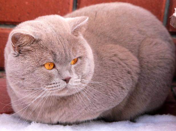 Британские кошки окраса табби (18 фото): описание котят серебристого и мраморного, голубого и браун, тигрового и других видов окраса
