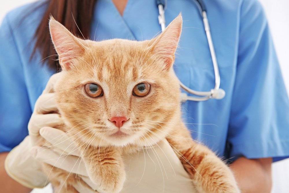 Стригущий лишай у кошек: признаки и лечение болезни