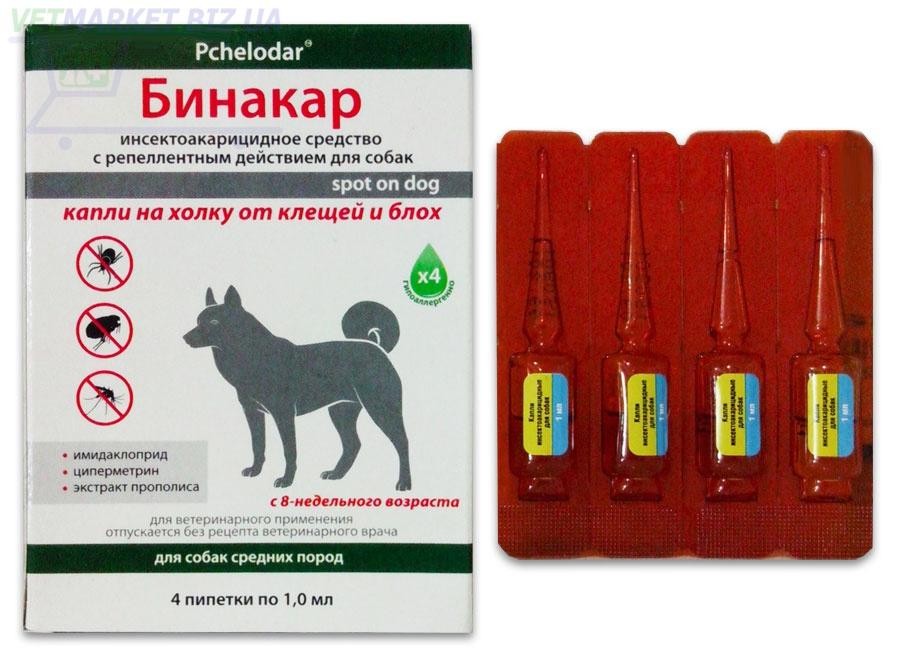 Защита собак от клещей: таблетки, спрей, капли, ошейники – что лучше?