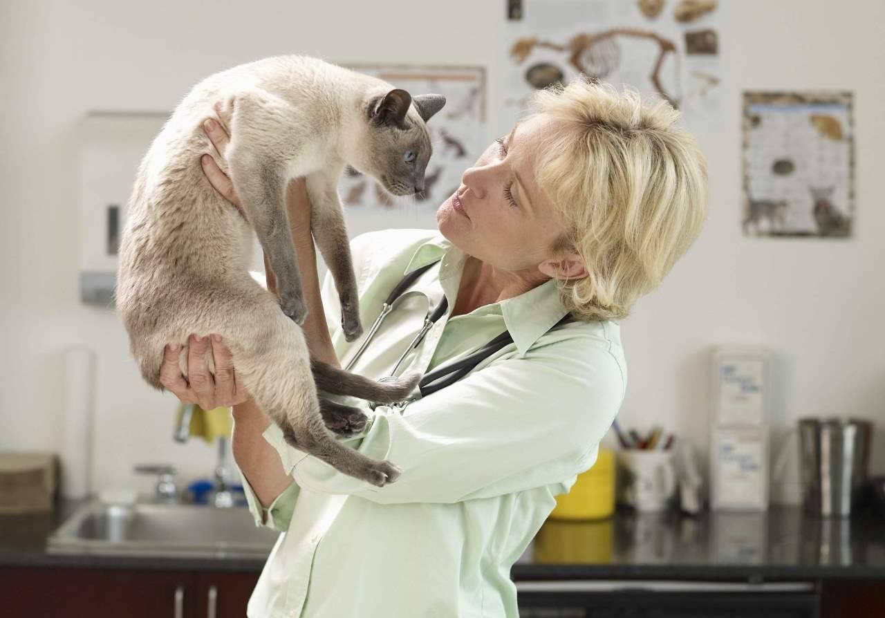 Как решиться на стерилизацию кошки? за и против. полезные советы