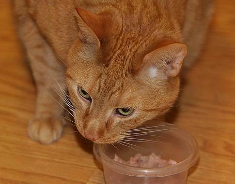 Сколько раз в день кормить кота: рекомендации, особенности и правила