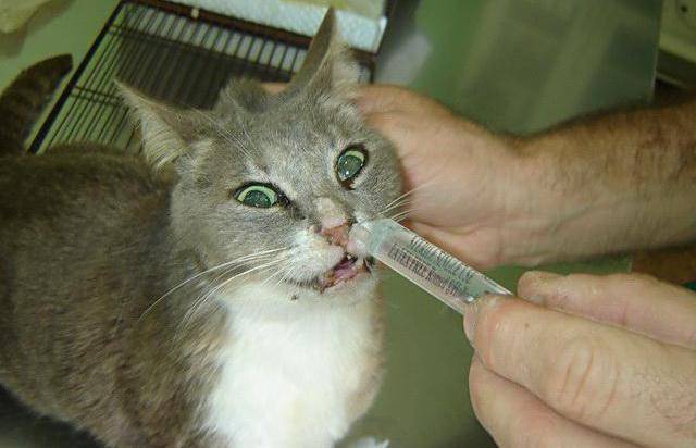 Профилактика и лечение абсцесса у кошки