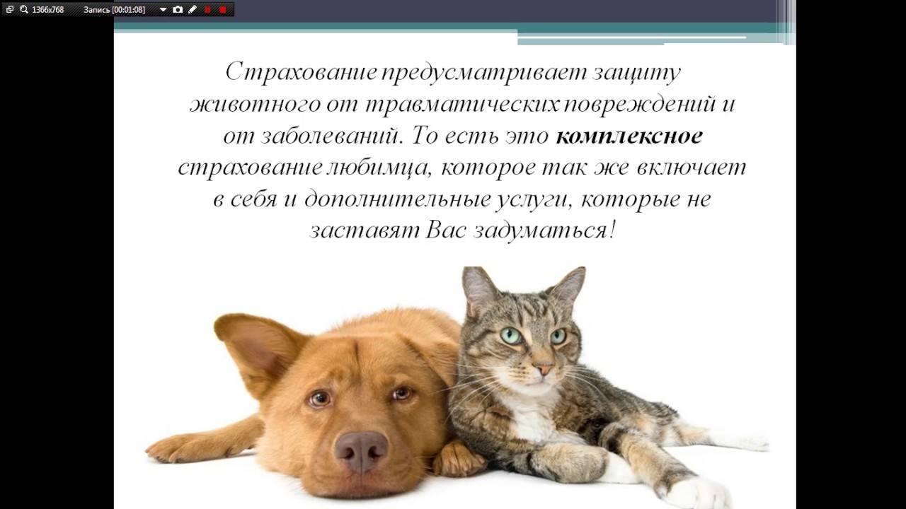 Страхование животных в россии. правила страхования животных сельскохозяйственных и домашних