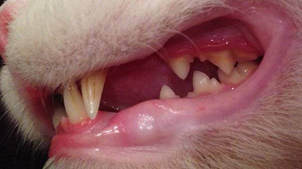 Почему опухла нижняя губа у кошки