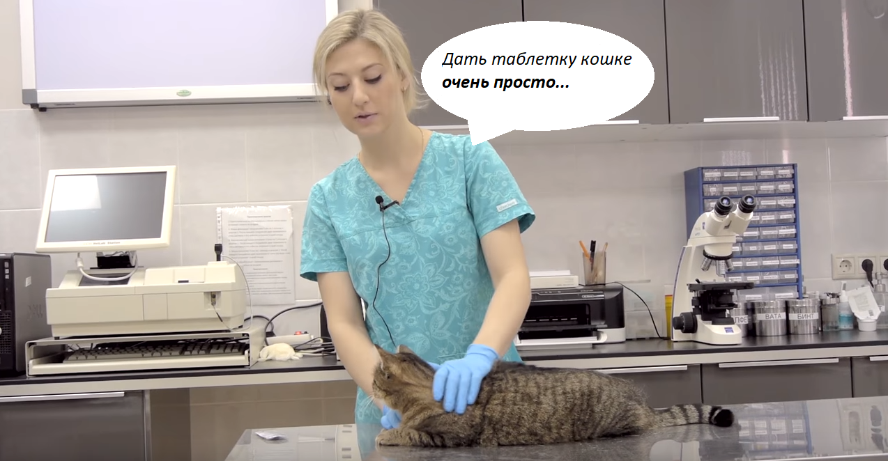 Как давать таблетки кошкам