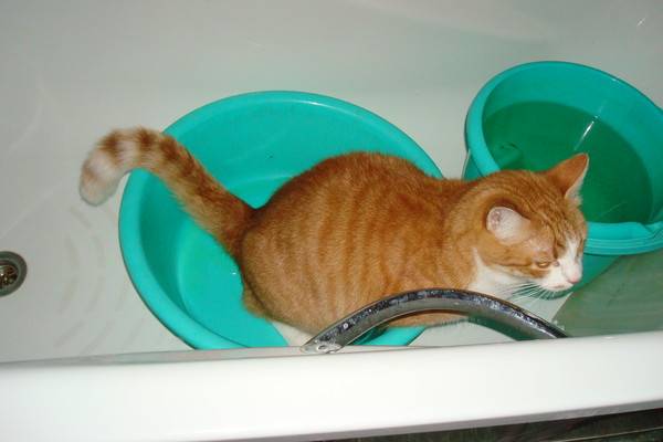 Почему кошка ходит мимо туалета, промахивается. что делать? как самостоятельно сделать правильный лоток