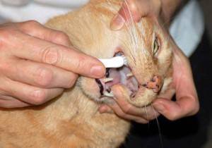 О чём говорит неприятный запах изо рта у кошки: причины и лечение, что делать?