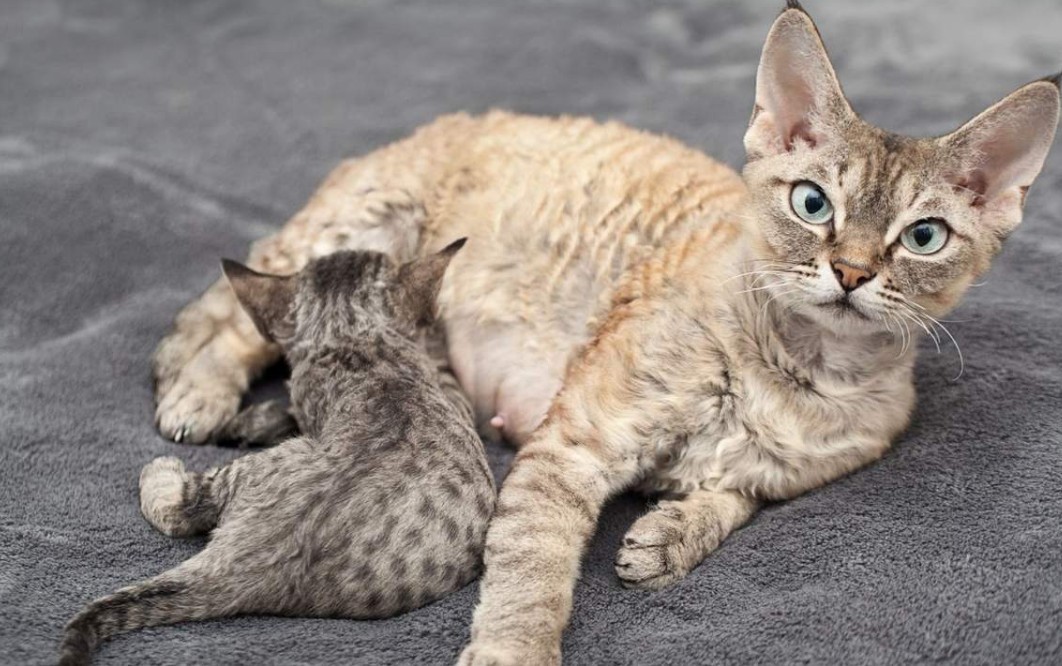 Герман-рекс: фото и описание представителей немецкой породы кошек, особенности содержания