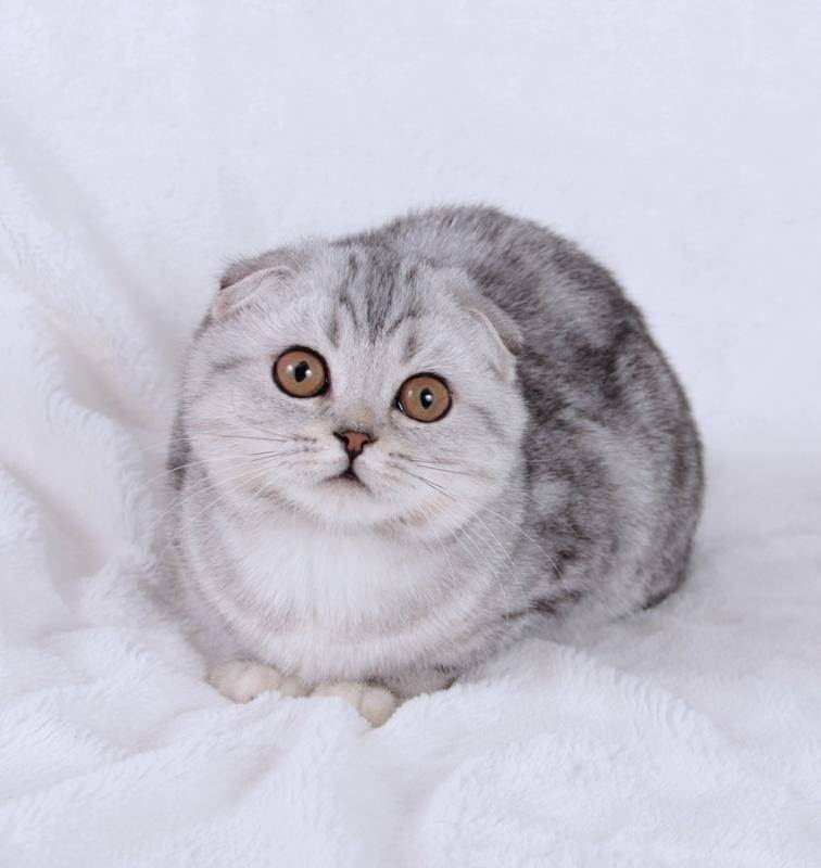 Когда у шотландских котят опускаются уши — новорожденный вислоухий котенок фото