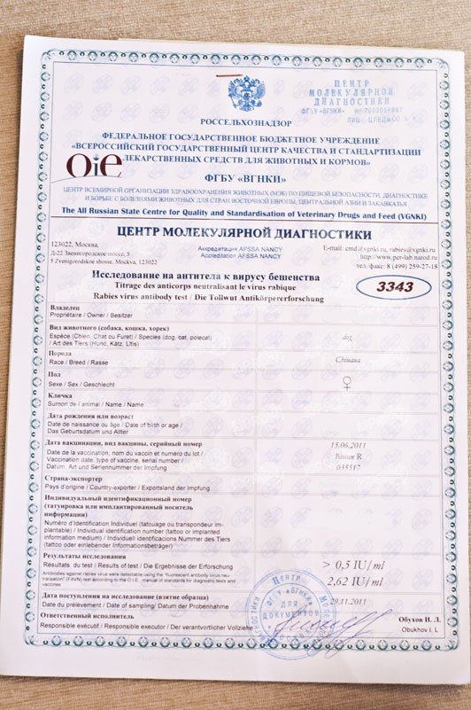 Бешенство у кошки – описание, симптомы, лечение, профилактика