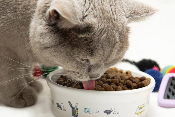 Кот перестал есть сухой корм — исправляем ситуацию