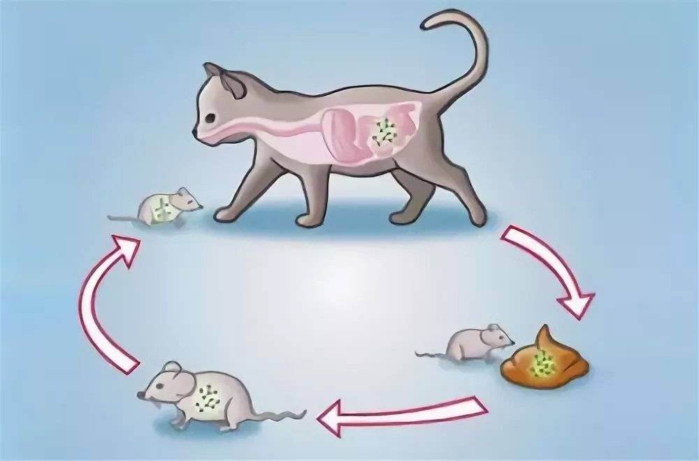 Пути заражения токсоплазмозом:как передаётся болезнь от кошки, собаки, человека?