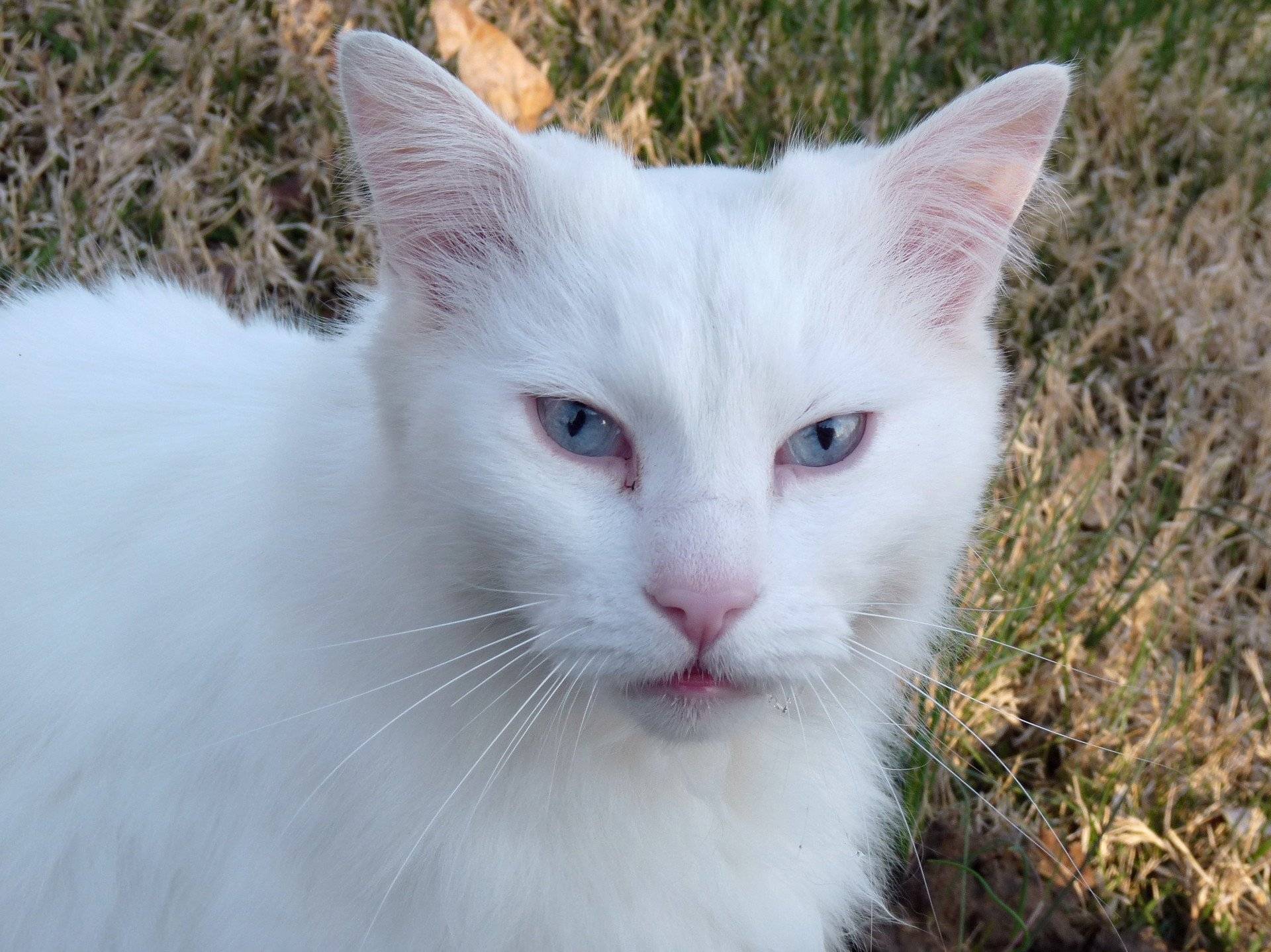 Кот альбинос и белая кошка с голубыми глазами – одно и то же или нет, правда ли, что все они глухие?