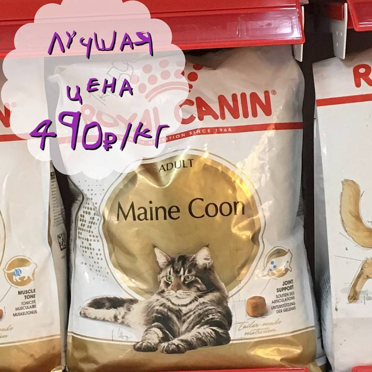 Чем кормить мейн куна? рацион питания для котят и взрослых