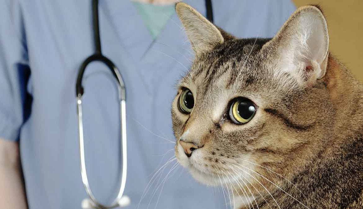 болезни кошек и лечение фото