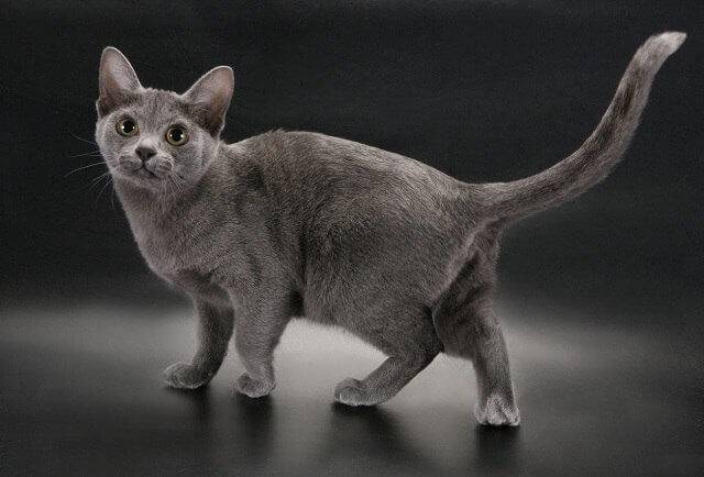 Картезианская кошка (52 фото): описание котов породы шартрез, особенности характера котят. история происхождения французских голубых кошек