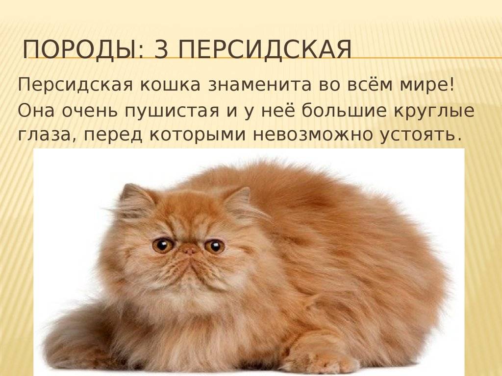 Персидская кошка: фото, описание породы, характер, видео, цена