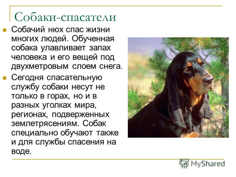 10 примеров героического спасения животными человека - gafki.ru