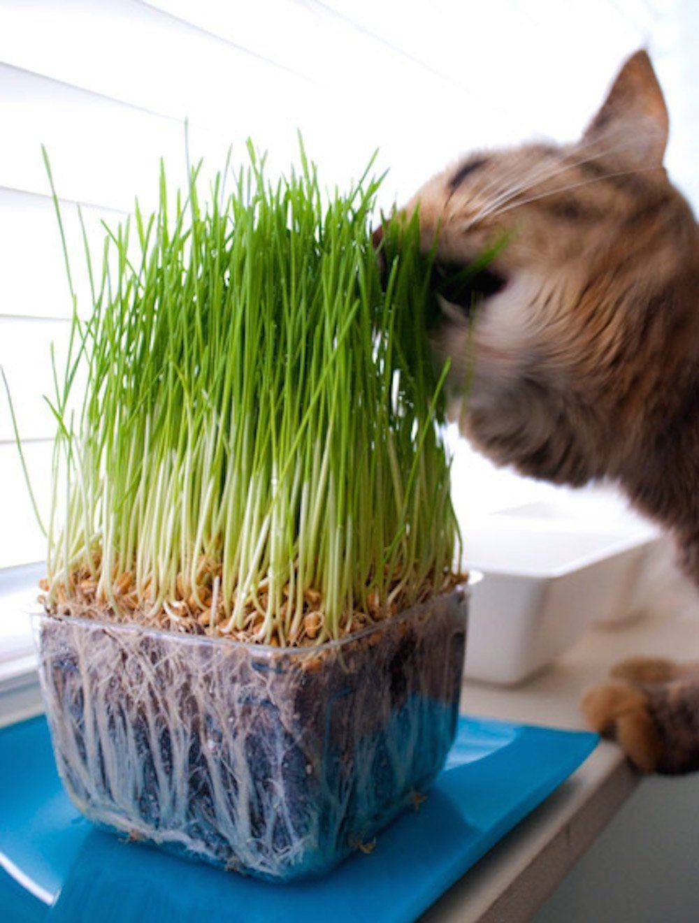 Зачем кошкам нужна трава? | блог на vetspravka.ru