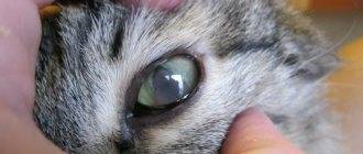 У кота заплывают глаза пленкой что делать. почему у кошки глаза наполовину закрыты пленкой? диагностика, почему глаз кошки наполовину закрыт