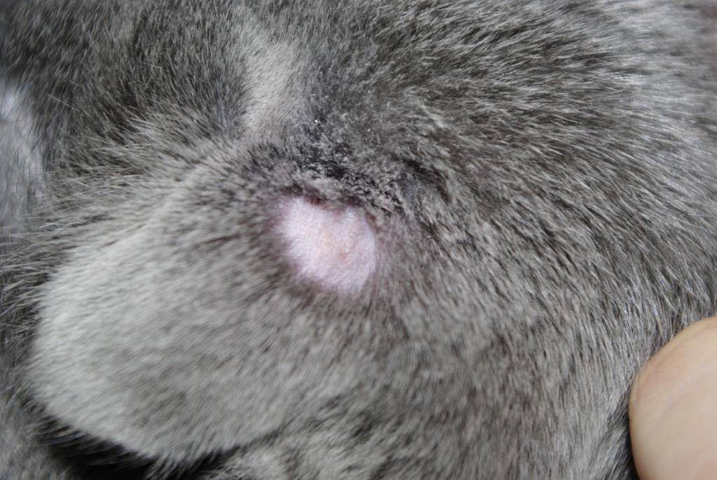 Стригущий лишай у кошек: признаки и лечение болезни