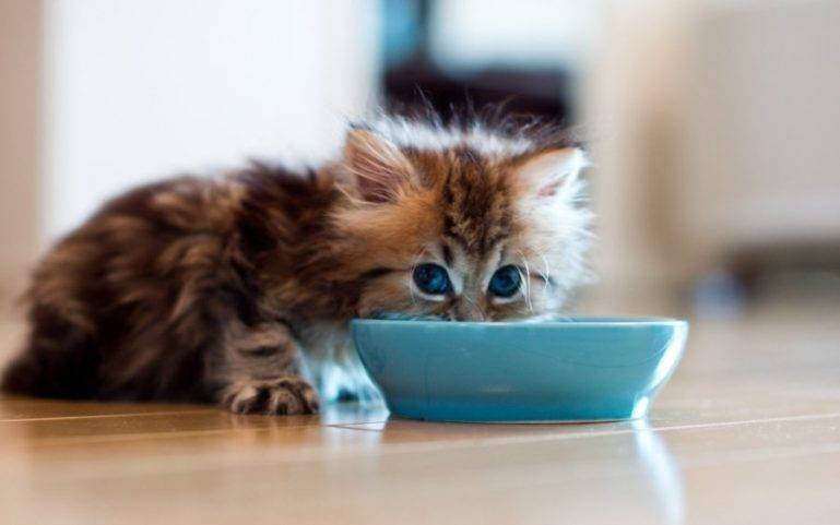 Посоветуйте корм для котёнка шотландца - запись пользователя татьяна (hotty) в сообществе домашние животные в категории кошки. болезни, прививки, советы по уходу - babyblog.ru