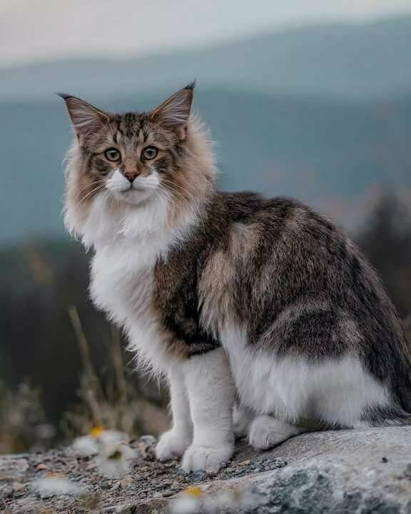 Норвежская лесная кошка: фото, описание, характер, содержание, отзывы