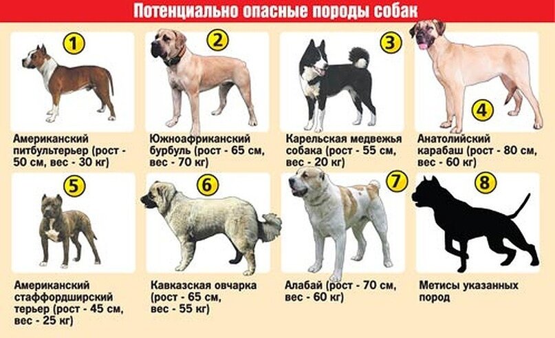 Красота и сила: русские породы собак