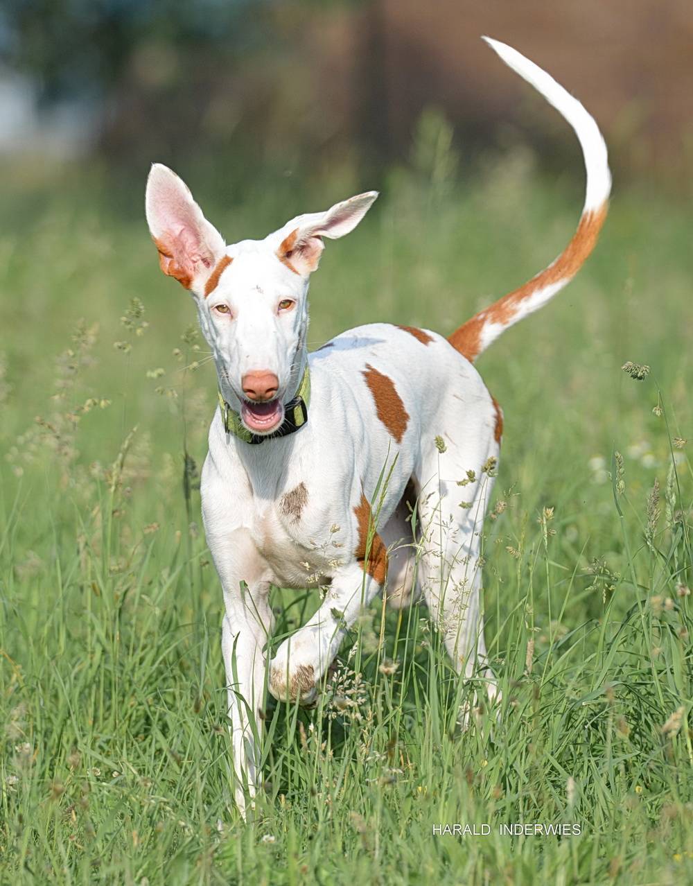 Поденко ибиценко (ивисская борзая) — фото, описание породы собак, особенности
