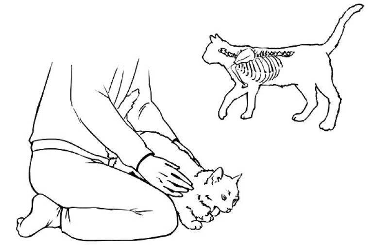 Симптомы и методы лечения кошек при попадании инородного тела в организм