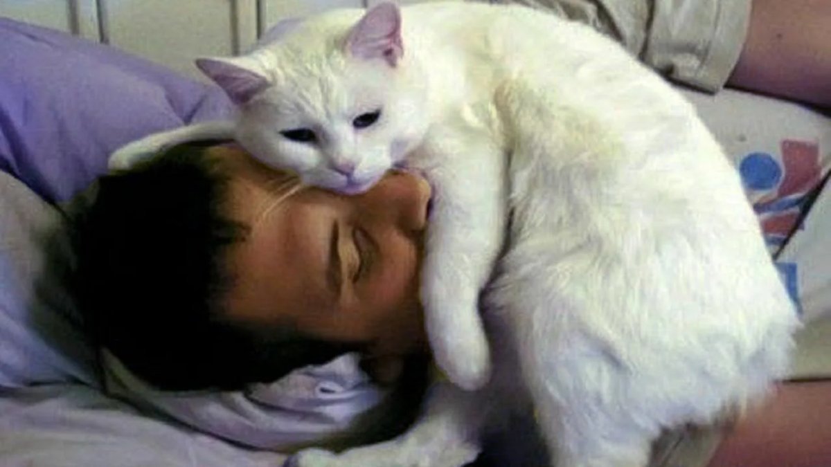 Почему кошки любят спать на людях