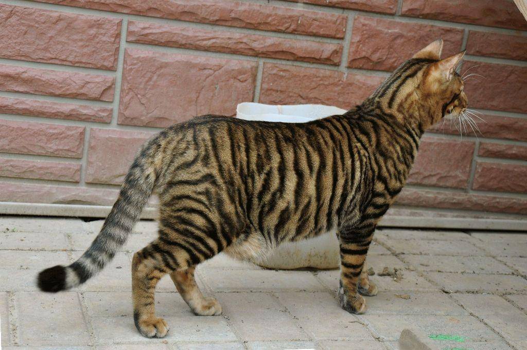 Тойгер: кошки, похожие на тигров- описание и характер +видео и уход