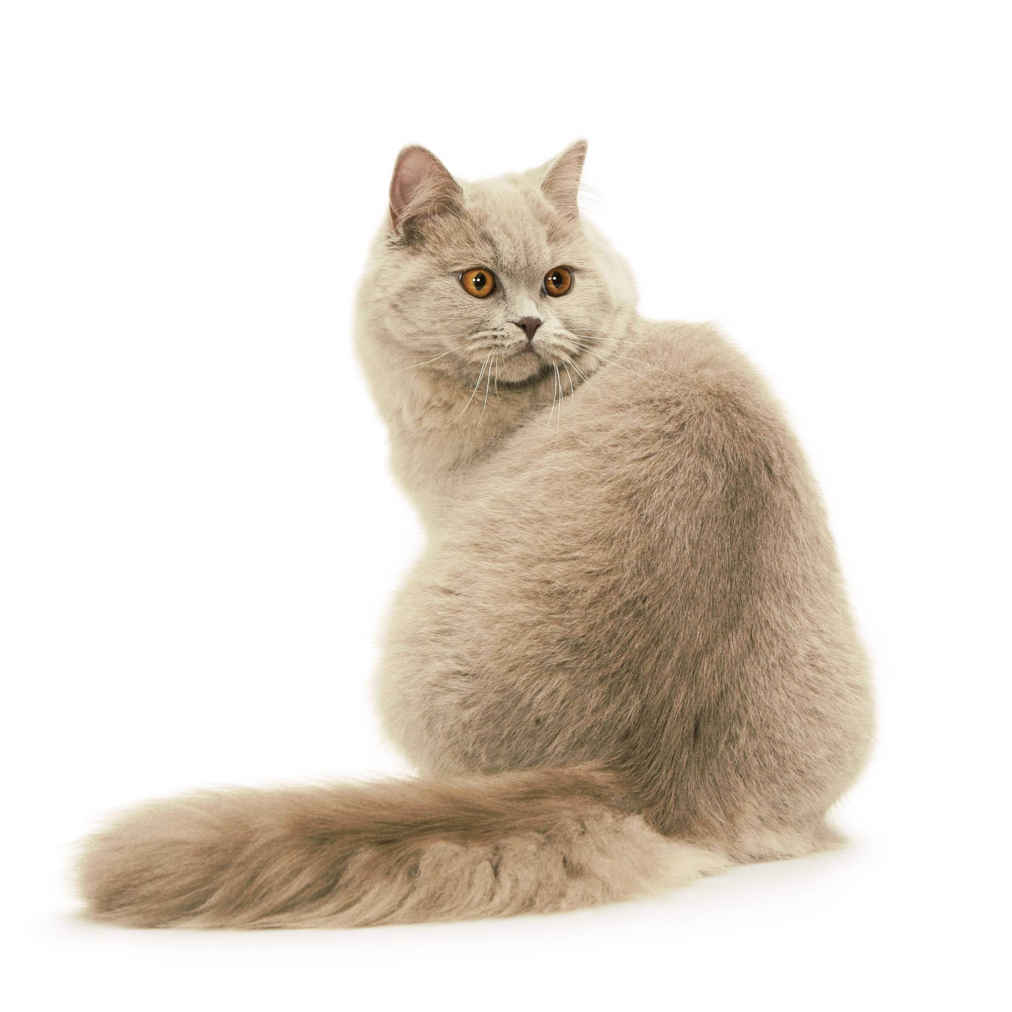 Британская длинношёрстная кошка — википедия. что такое британская длинношёрстная кошка