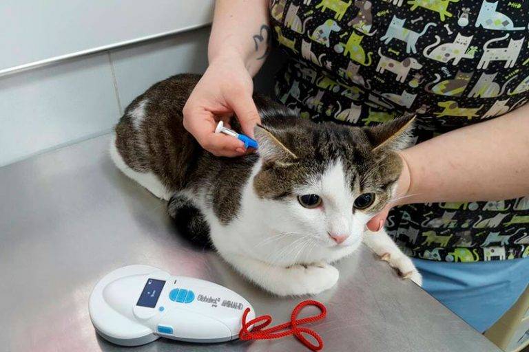 Чипирование кошек: что это дает, возраст для чипирования, особенности процедуры, противопоказания, базы данных чипированных животных