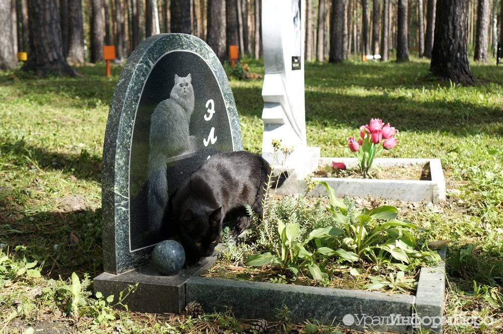 Сколько нужно ходить к кошке на могилу. как и где можно похоронить кошку зимой. места захоронений, не запрещенные законом