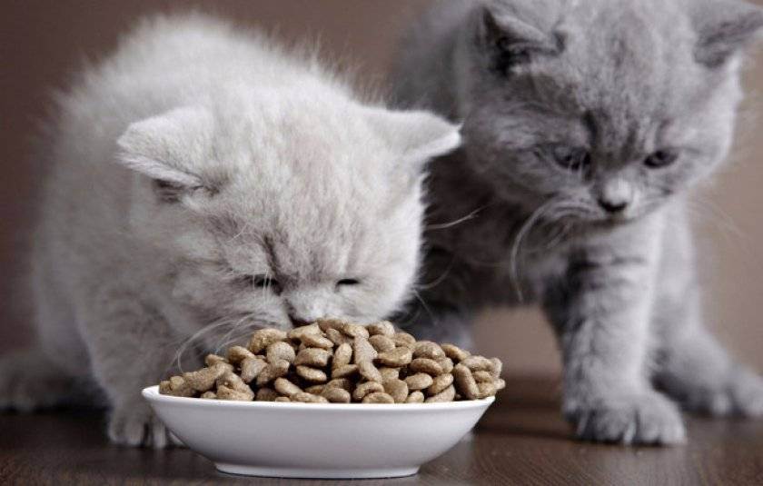 Как выбрать корм для кошек: советы экспертов. лучший влажный корм для кошек
