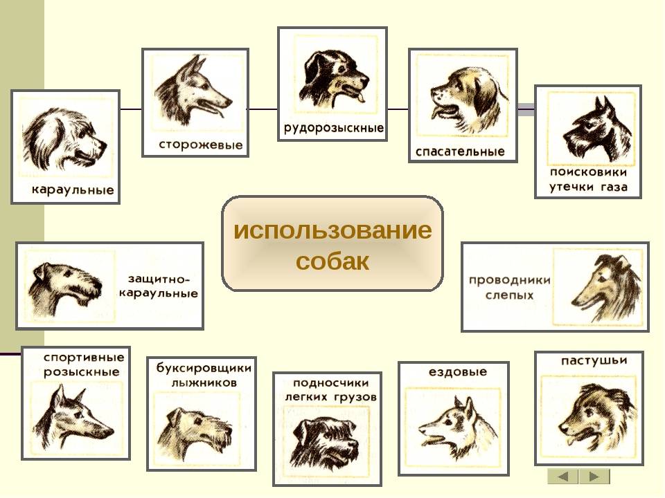 Порода это класс биология. Классификация собак по группам. Классификация служебных пород собак. Классификация пород собак по видам служб. Таблица по классификации пород собак.