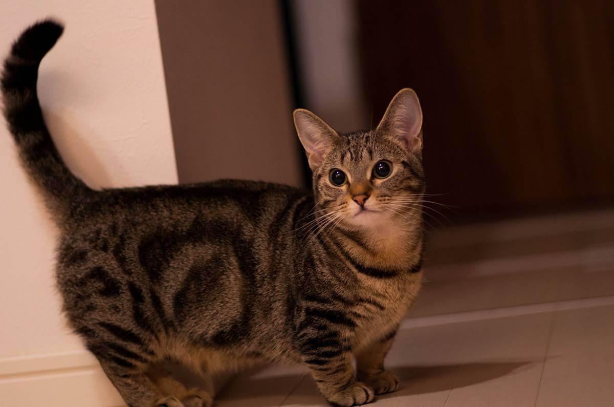 Самые красивые кошки и коты в мире