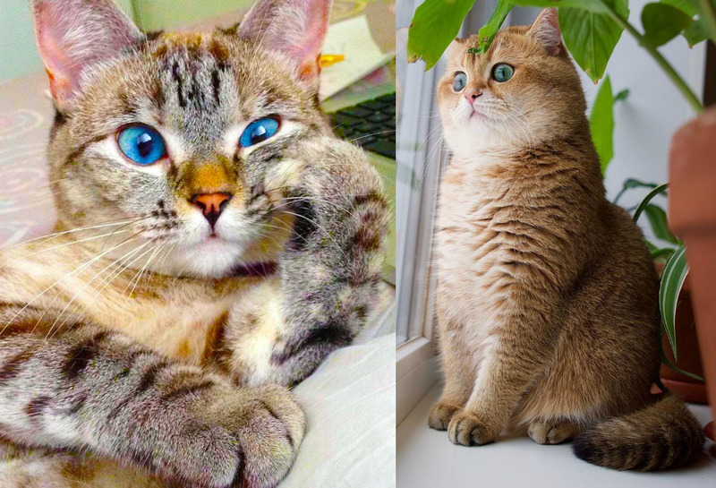 Самые популярные кошки: топ-20 пород с фото
самые популярные кошки: топ-20 пород с фото