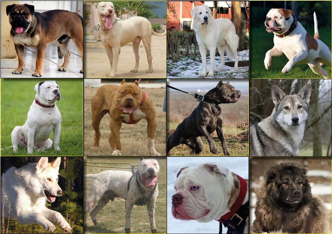 Все породы собак с фото и названиями