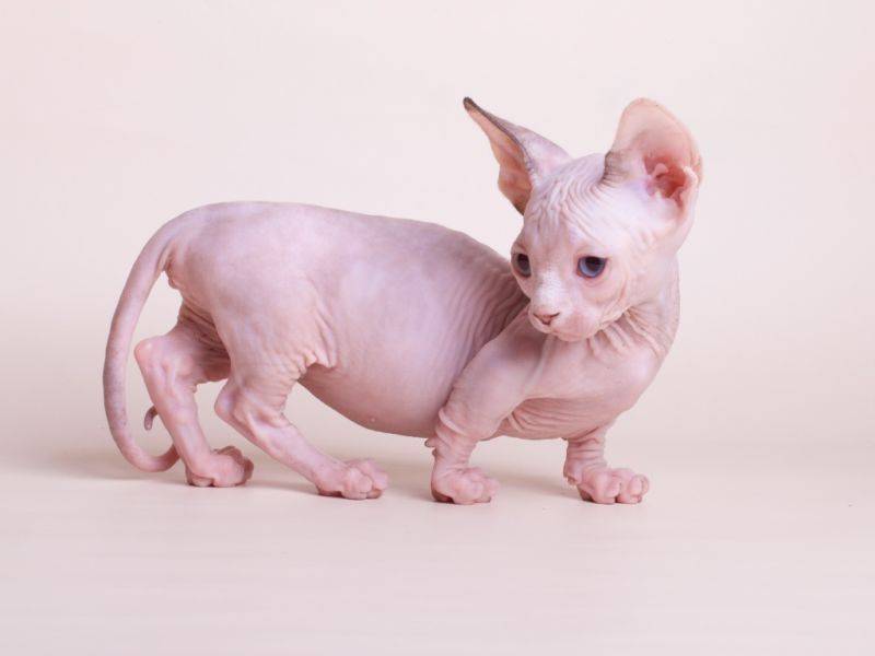 Бамбино (кошка): фото, цена котенка, описание породы, характер и уход