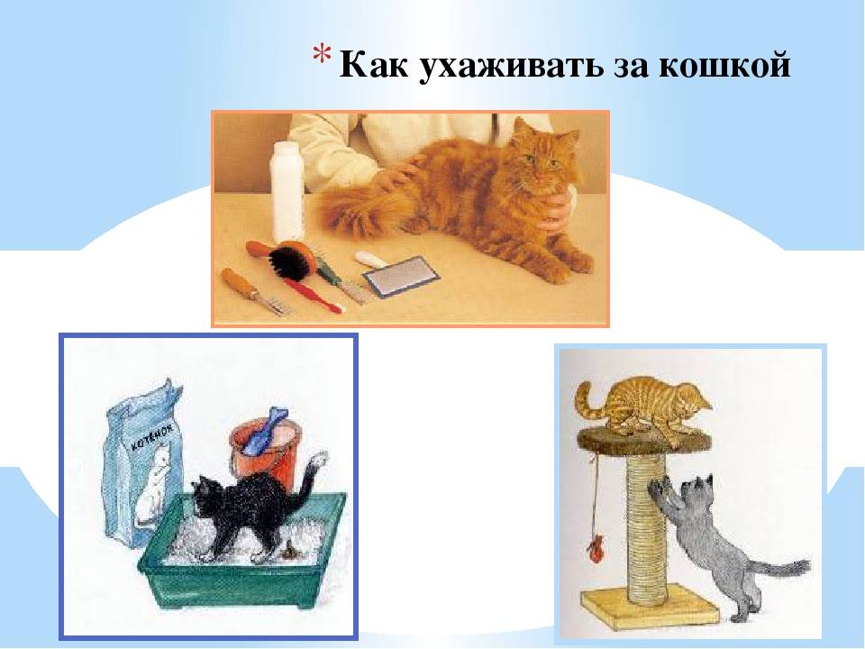 План ухода за кошкой