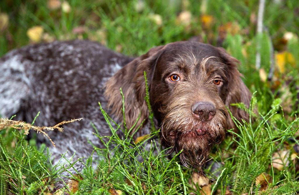 Собака породы дратхаар: описание, фото, характер, болезни, содержание и уход за немецкой жесткошерстной легавой