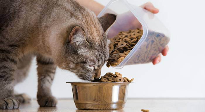 Сухой корм для кошек рейтинг: какой лучше выбрать — lapy-i-hvost