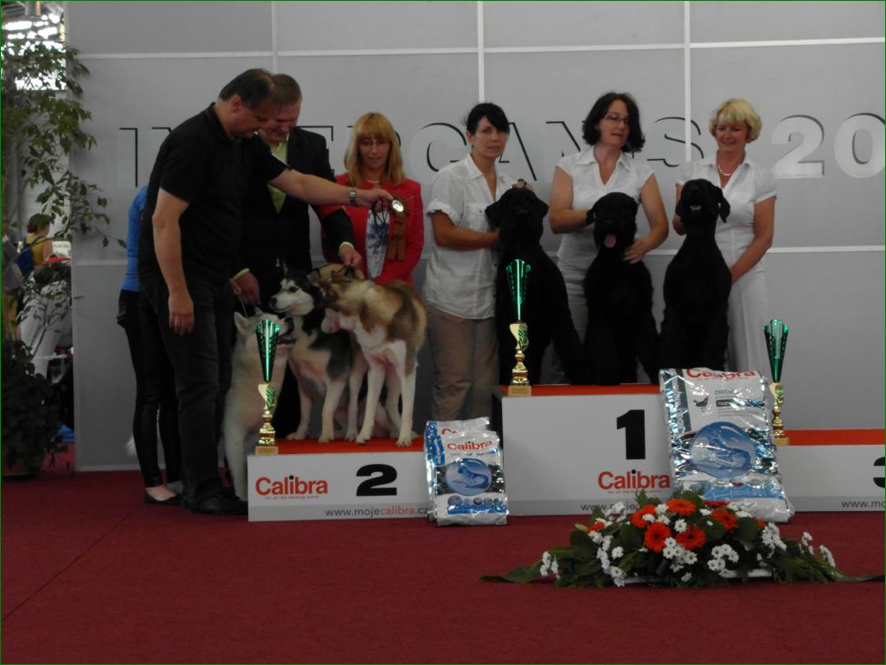 Всё о самой престижной выставке в мире - crufts | мастерская собак | дзен