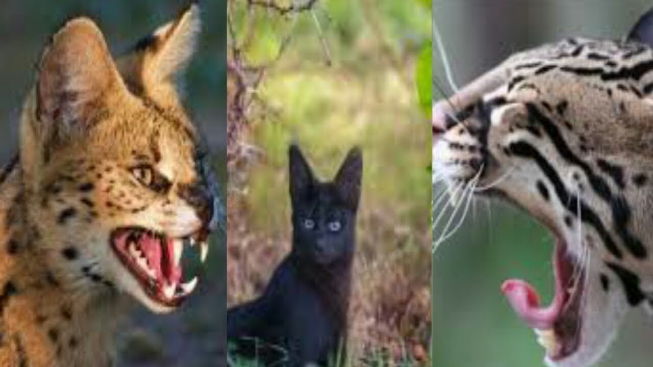 Редкие породы кошек с фотографиями и названиями: какие виды самые уникальные?